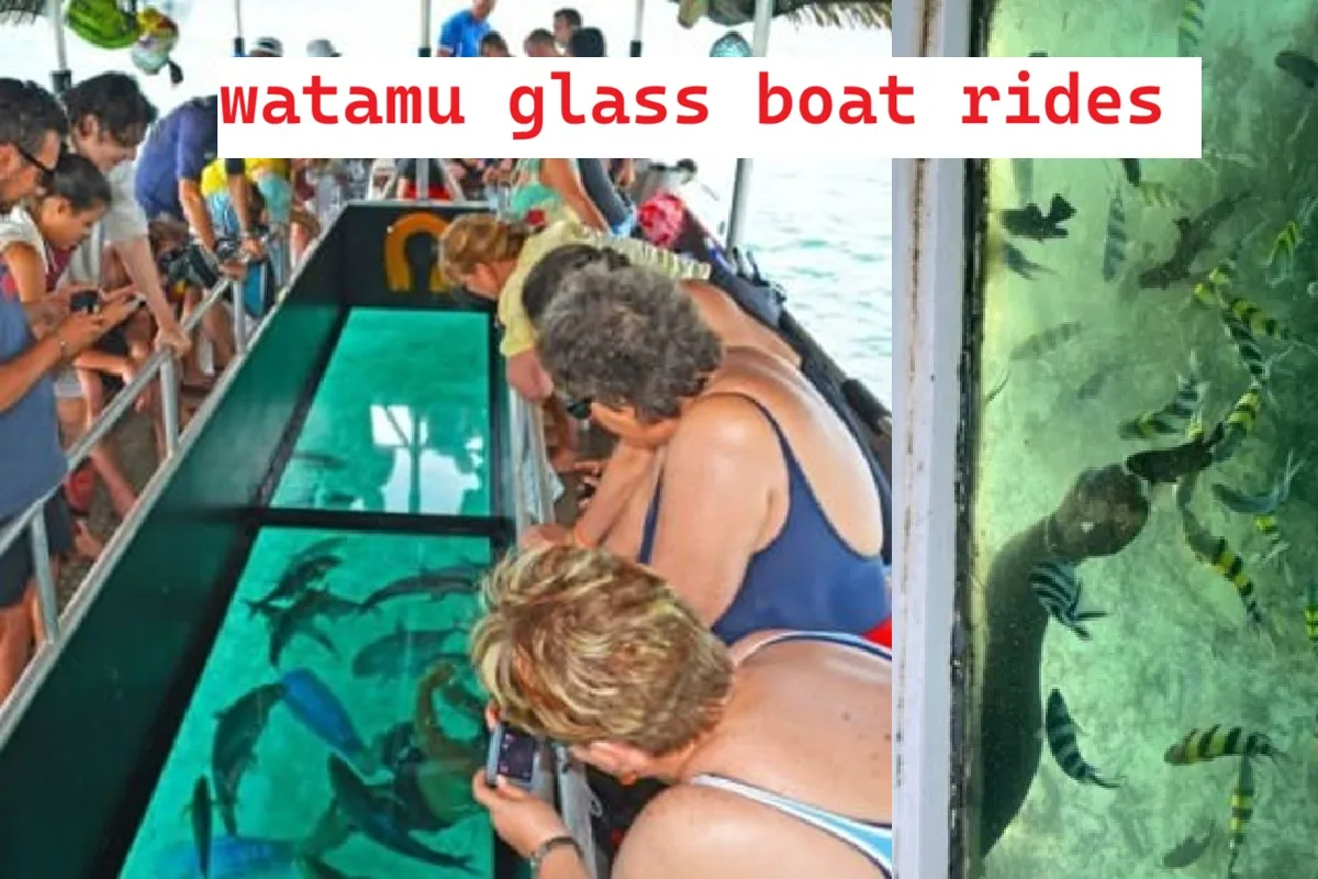 Glass Bottom Boat vs. Snorkeling: Which Excursion is Best for Families?