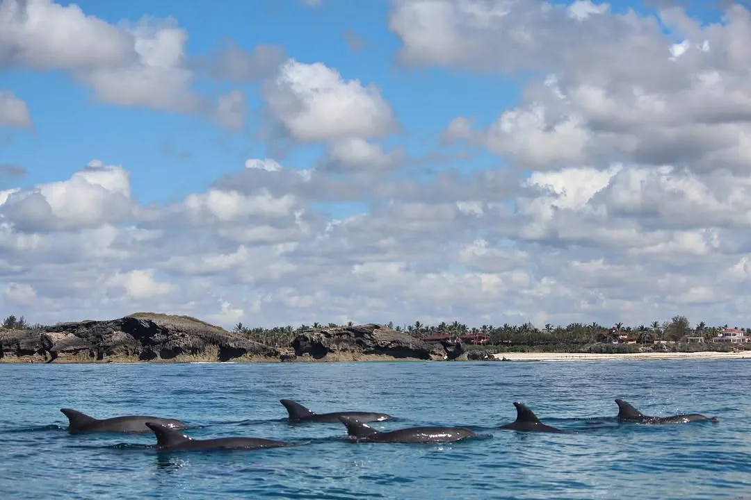 Full-Day Itinerary at Marine Park & Mida Creek Sunset Safari