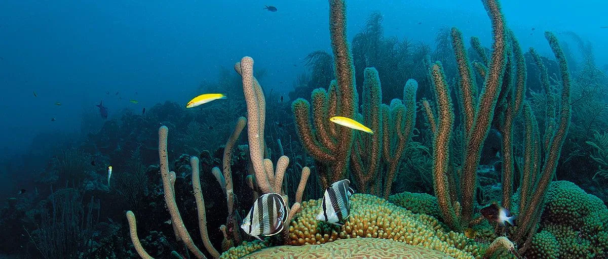 How to choose between a half day and full day Watamu marine park tour