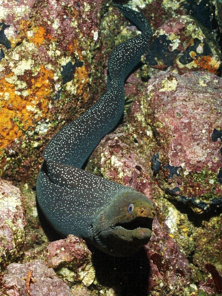 5 Marine Species You Will Spot Snorkeling in Watamu
